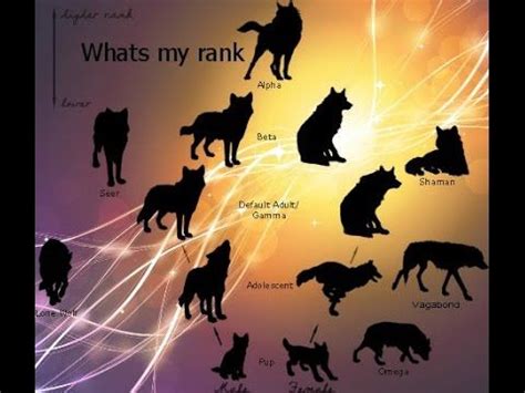 alpha and omega wolves|wolf ranking highest to lowest.